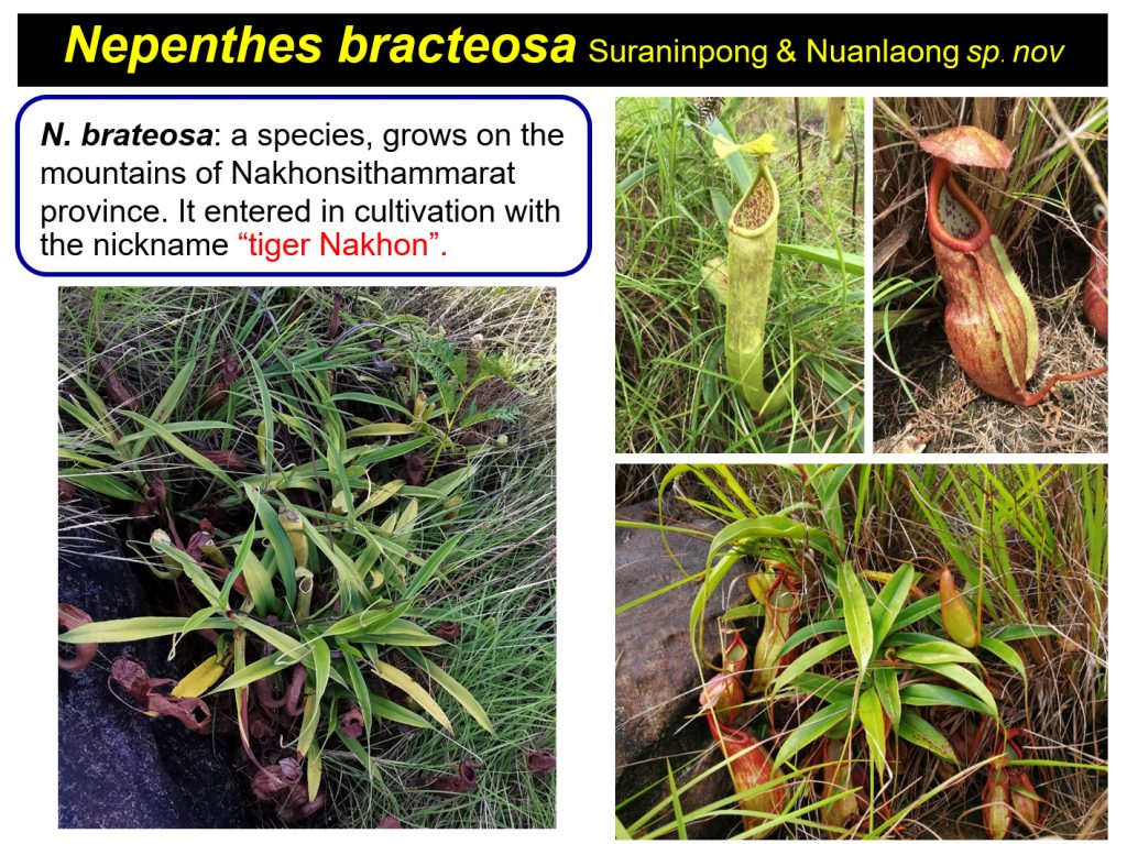 หม้อข้าว หม้อแกงลิง สายพันธ์ุใหม่