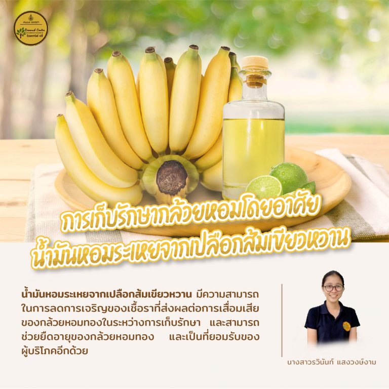 งานวิจัยกล้วยหอม