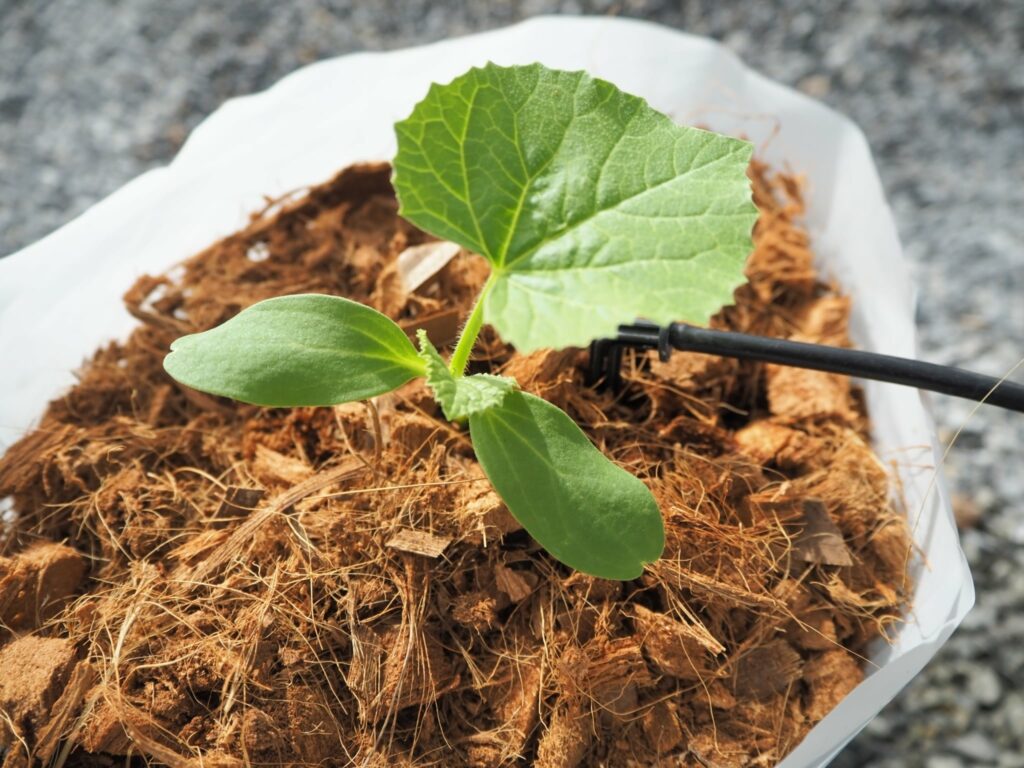 โครงการปลูกเมล่อน