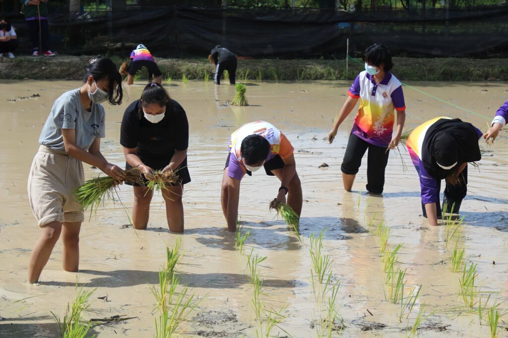 กิจกรรมดำนาปลูกข้าว