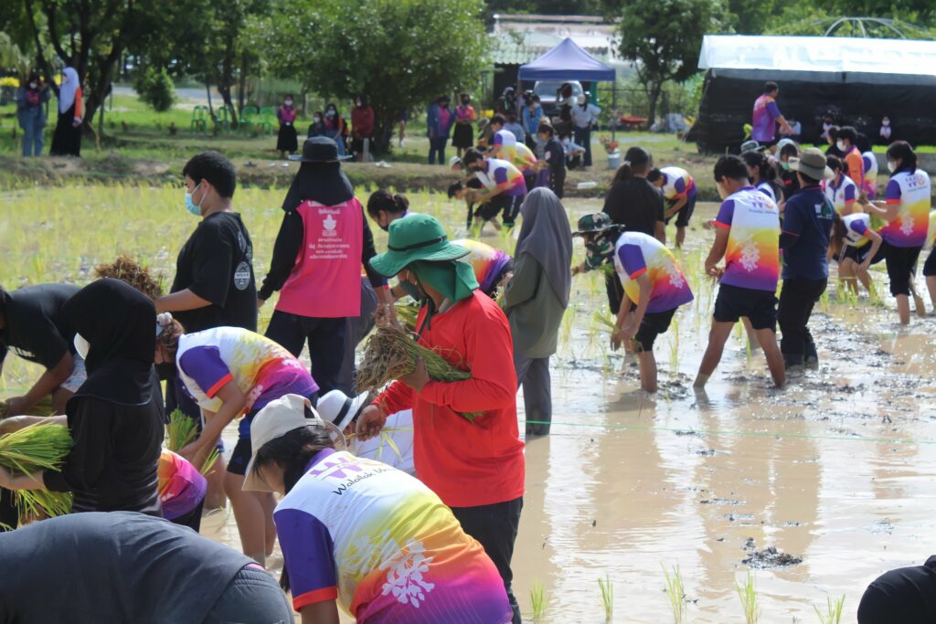 กิจกรรมดำนาปลูกข้าว