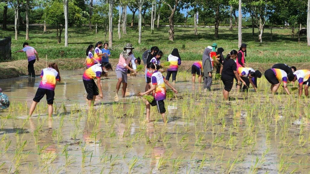 กิจกรรมดำนาปลูกข้าว