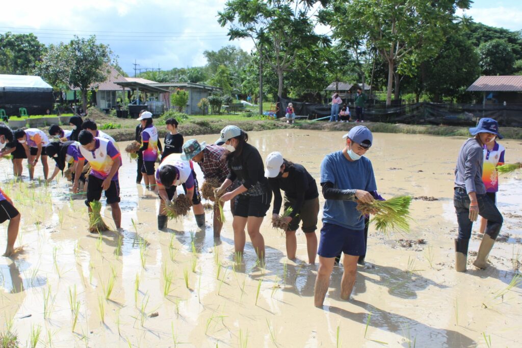 กิจกรรมดำนาปลูกข้าว