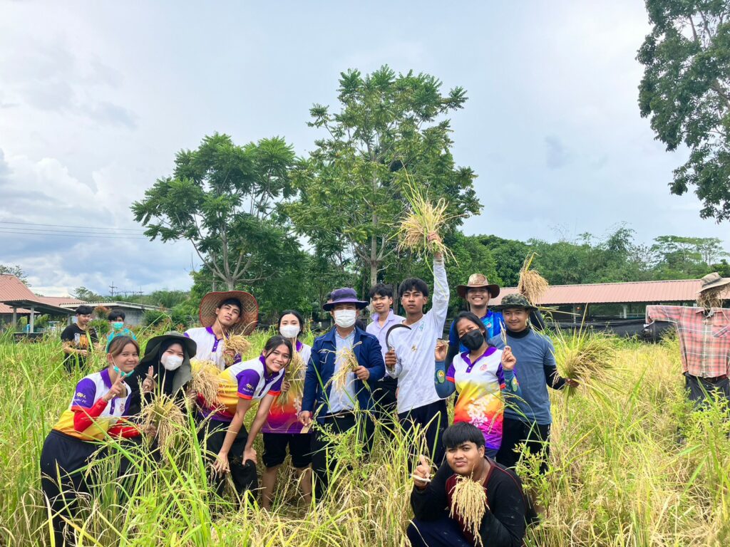 กิจกรรมเกี่ยวข้าว65