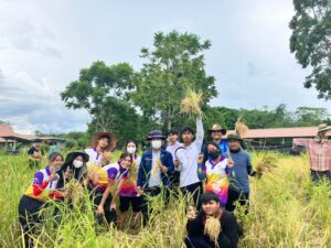 กิจกรรมเกี่ยวข้าว65