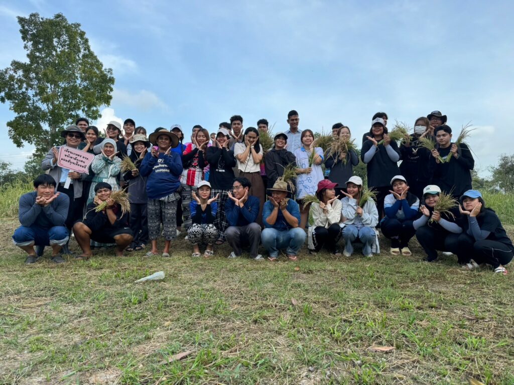 เกี่ยวข้าว2567