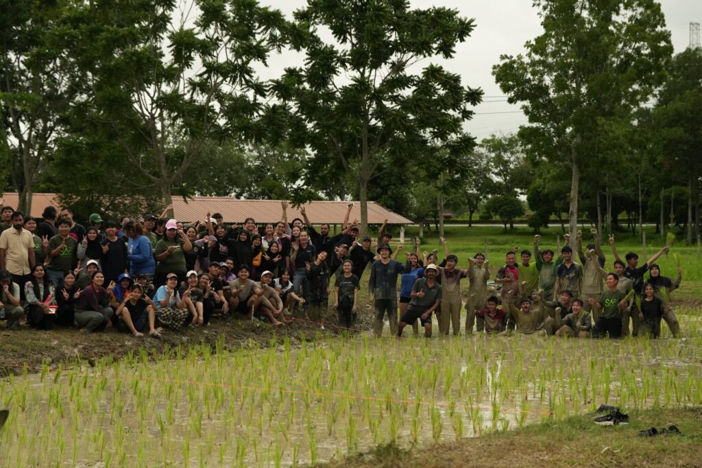 กิจกรรมดำนา